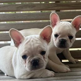 French Bulldogs from Maci Card