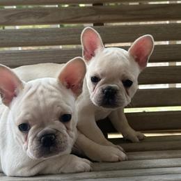 French Bulldogs from Maci Card