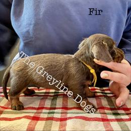Fir - Gray (blue) and tan male Dachshund puppy in Overbrook, Kansas from The Greyline Dogs