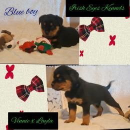 Boy 5 - Black and mahogany male Rottweiler puppy in De Witt, Iowa from Irish Eyes Kennels