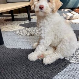 Goldendoodle Puppies from Two Ps in a Pod