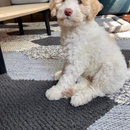 Goldendoodle Puppies from Two Ps in a Pod