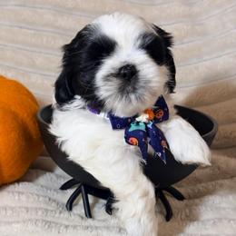 Enzo - Black and white male Shih Tzu puppy in Northridge, California from Our ShihTzu Family