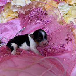 Gabbana - Parti female Yorkshire Terrier puppy in Illinois from Pretty Little Yorkies