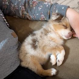 Miniature American Shepherd and Miniature Australian Shepherd Puppies from Trailside Mini Aussies