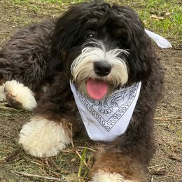 Chesney - Bernedoodle