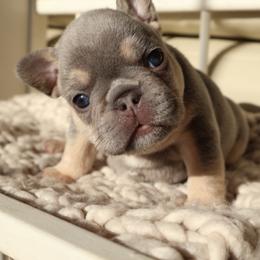 Girl 1 - female French Bulldog puppy in Tampa, Florida from 5 Star Bullies
