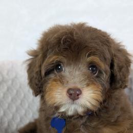 Aussiedoodle Puppies from The Cuddly Dood Ranch