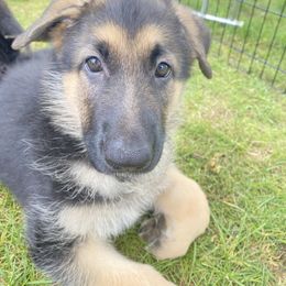 Lime green collar - Black and tan female German Shepherd puppy in Vernon, Connecticut from Bartlett's German Shepherds
