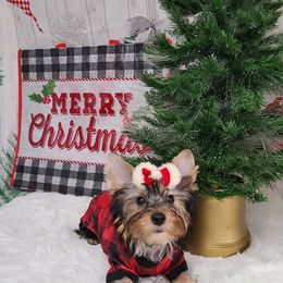 Yorkshire Terrier Puppies from Wild Azalea Yorkies on FB