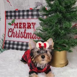 Yorkshire Terrier Puppies from Wild Azalea Yorkies on FB