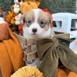 Maple - Blue female Pembroke Welsh Corgi puppy in Paxton, Illinois from McGovern Family Corgis