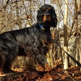 American Bulldogs and Gordon Setters from Nobilis Kennels