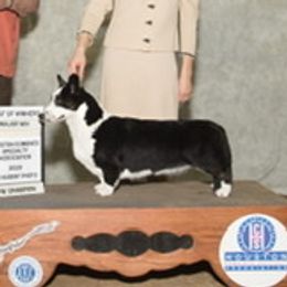 Evie - Cardigan Welsh Corgi