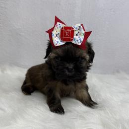 Godiva - Chocolate female Shih Tzu puppy in Columbia, Kentucky from Lisa Bandy Luxe Shih Tzu