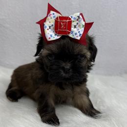 Godiva - Chocolate female Shih Tzu puppy in Columbia, Kentucky from Lisa Bandy Luxe Shih Tzu