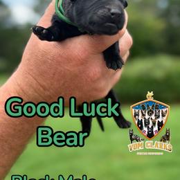 Good Luck Care Bear - Black male German Shepherd puppy in Murrayville, Georgia from Vom Clark’s German Shepherds
