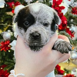 Australian Cattle Dog Puppies from Circle C Puppies