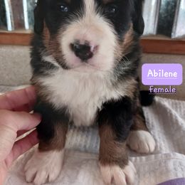 Bernese Mountain Dog Puppies from Varners Berners