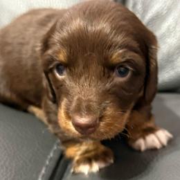 Chocolate - Chocolate and tan male Dachshund puppy in Buckeye, Arizona from Ryder's Roundup