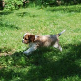 Cavalier King Charles Spaniel Puppies from Halloweentown cavaliers