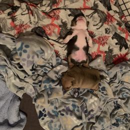Bulldog and French Bulldog Puppies from Blues City Bulldogs
