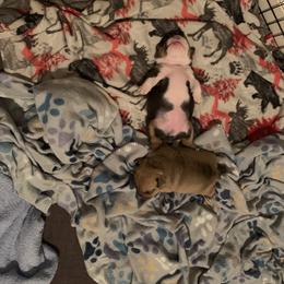 Bulldog and French Bulldog Puppies from Blues City Bulldogs