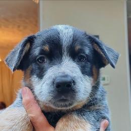 Full mask - Blue speckled male Australian Cattle Dog puppy in Lenoir, North Carolina from Blue Coyote Ranch