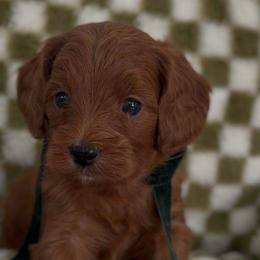 Chance - Red male Cavapoo puppy in Queen Creek, Arizona from Sunny Doodles