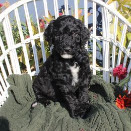 Dark Blue Collar - Black male Poodle puppy in Pendleton, Oregon from Wilks Pups - Standard Poodles
