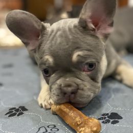 Butter - Blue French Bulldog puppy in Palmdale, California from Tickled Frenchies