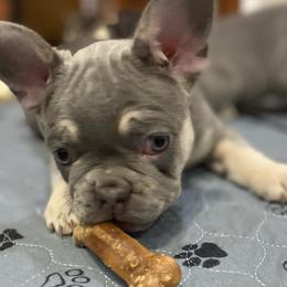 Butter - Blue French Bulldog puppy in Palmdale, California from Tickled Frenchies