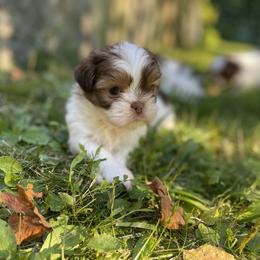 Shih Tzu Puppies from Dempsey’s Darlings