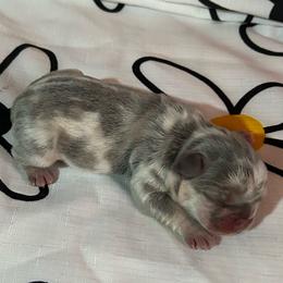 Morning - Blue female French Bulldog puppy in Peru, Indiana from Angies Little Bostons And Frenchies