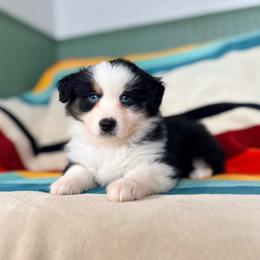 Birch (full tail) - Black tri female Miniature American Shepherd puppy in Olympia, Washington from Shamayim Acres ~ Miniature American Shepherds