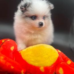 Fendi - Blue merle female Pomeranian puppy in Brentwood, California from Royalpawpoms