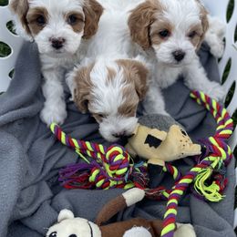 Cavapoo Puppies from Ellas.Pups