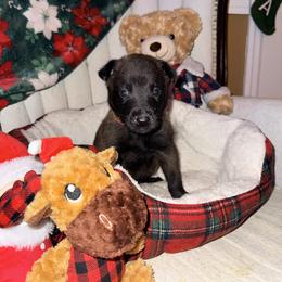 Orange Collar - Fawn male Belgian Malinois puppy in Trenton, Georgia from Laeknir K9