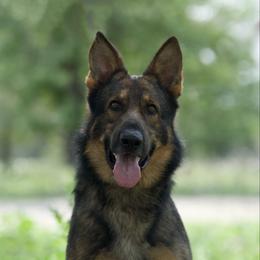 Beast - German Shepherd