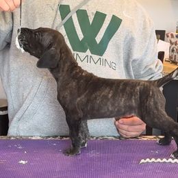 Great Dane Puppies from Alpine Great Danes