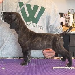 Great Dane Puppies from Alpine Great Danes