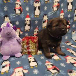 Purple collar - Sable female German Shepherd puppy in Ramsey, Illinois from Haus-Farr German Shepherds