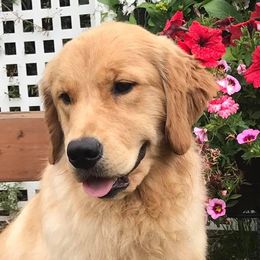 Golden Retriever All Grown Up from Trisha Ferris' Golden Retrievers