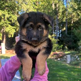 Blue Brave Heart - Black and tan male German Shepherd puppy in Bonney Lake, Washington from German Shepherds Von Washington