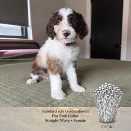 Enoki - Hot Pink Collar - Merle female Goldendoodle puppy in Garland, Texas from Twilight Doodles