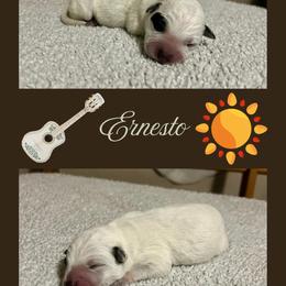 Ernesto - Blue male Australian Cattle Dog puppy in Seneca, Missouri from MO Morningstar Heelers