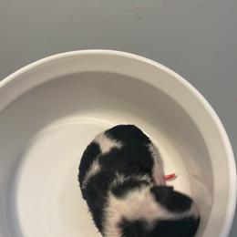 Boy 1 - Black tri Toy Australian Shepherd puppy in Marshall, Missouri from Schuber's Stockdogs