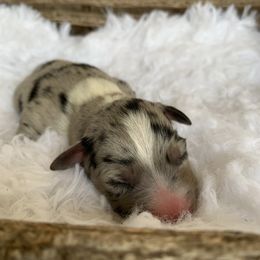 Girl 1 - Australian Shepherd puppy in Paint Rock, Alabama from Kotah’s Kennels