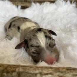 Girl 1 - Australian Shepherd puppy in Paint Rock, Alabama from Kotah’s Kennels