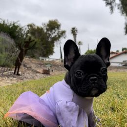 French Bulldog Puppies from Divine French Bulldogs